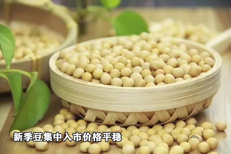 新季豆集中入市价格平稳  第3张